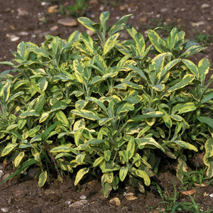 Salvia officinalis ‘Icterina’
