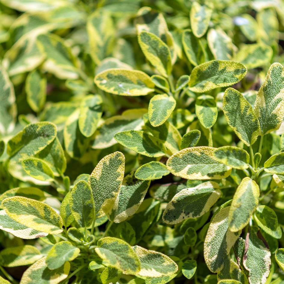 Salvia officinalis ‘Icterina’