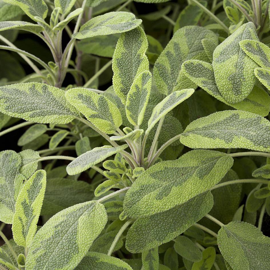Salvia officinalis ‘Icterina’