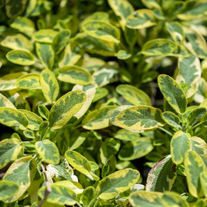 Salvia officinalis ‘Icterina’