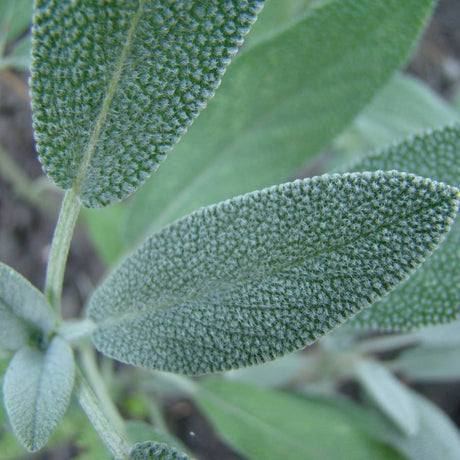 Salvia officinalis ‘Maxima’