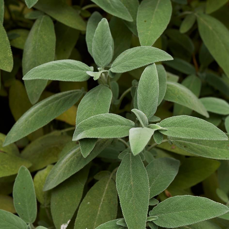 Salvia officinalis ‘Maxima’