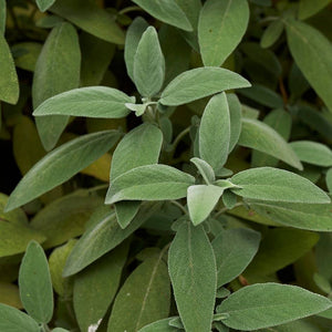 Salvia officinalis ‘Maxima’