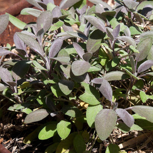 Salvia officinalis ‘Purpurascens’