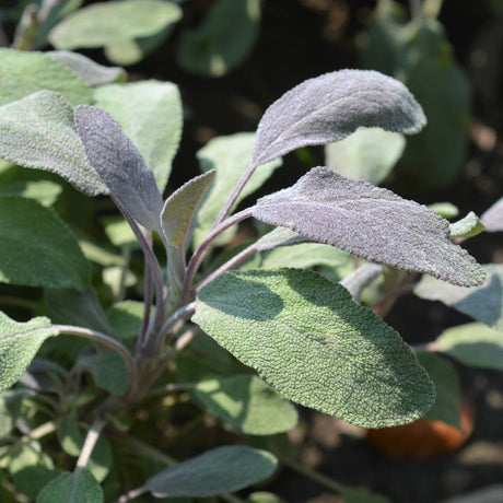 Close-up of a purple Salvia officinalis ‘Purpurascens’ shoot with velvety leaves.