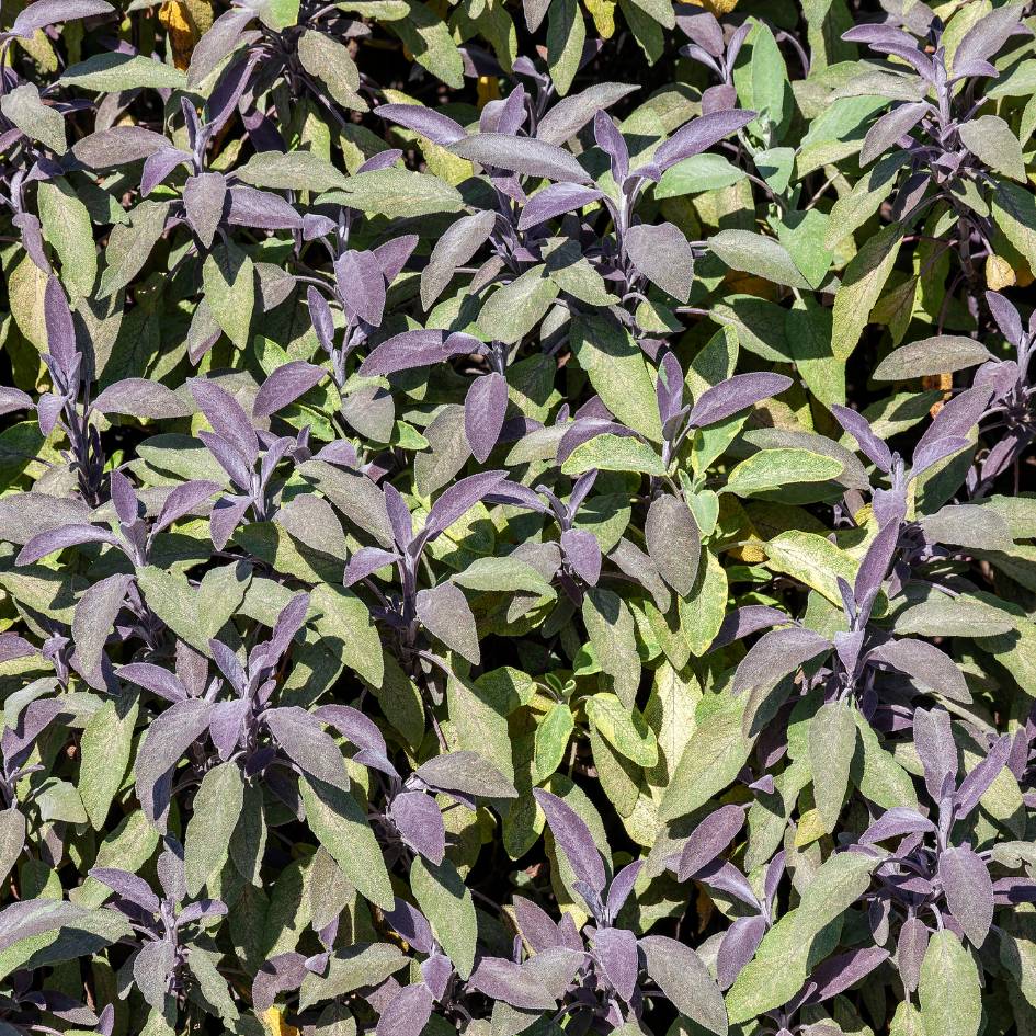 Salvia officinalis ‘Purpurascens’