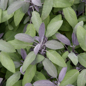 Salvia officinalis ‘Purpurascens’