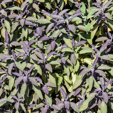Purple and grey-green Salvia officinalis ‘Purpurascens’ foliage viewed from above.