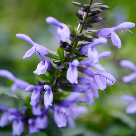 Salvia ‘Salgoon Lake Como’