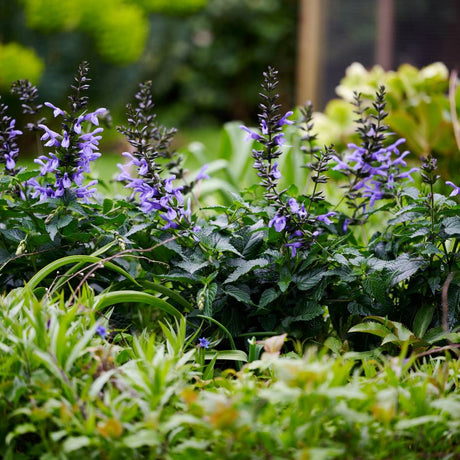 Salvia ‘Salgoon Lake Como’ flowering pale blue-purple in a mixed border.
