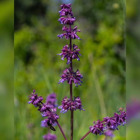 Salvia verticillata ‘Purple Rain’