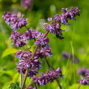 Salvia verticillata ‘Purple Rain’