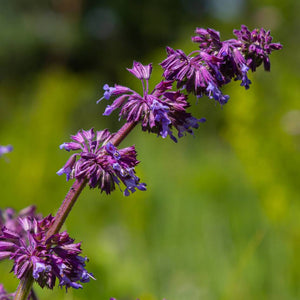 Salvia verticillata ‘Purple Rain’