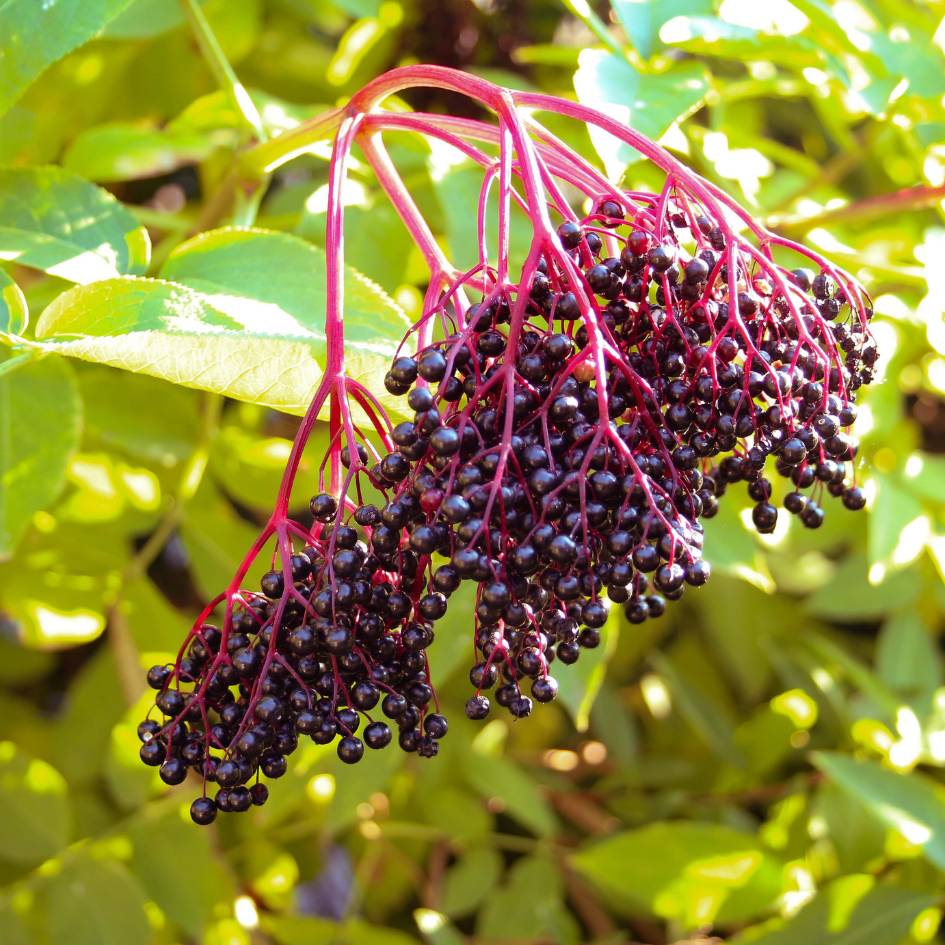 Heavy cluster of glossy black Sambucus nigra berries on red stems.