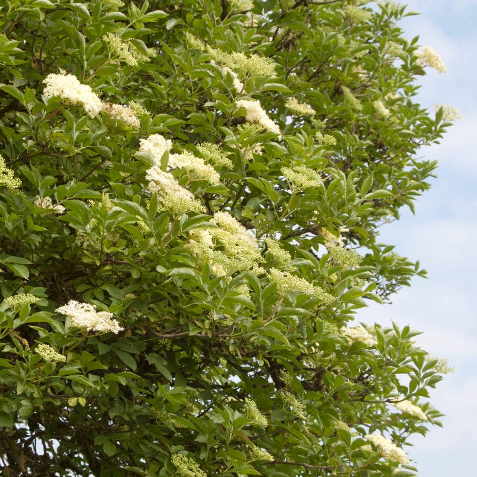 Mature Sambucus nigra canopy dotted with broad cream flower clusters.