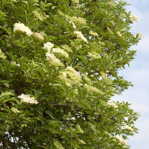 Mature Sambucus nigra canopy dotted with broad cream flower clusters.