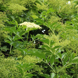 Young Sambucus nigra stems with fresh leaves and developing cream flowers.