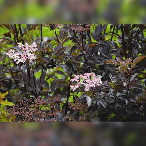 Sambucus nigra ‘Black Beauty’