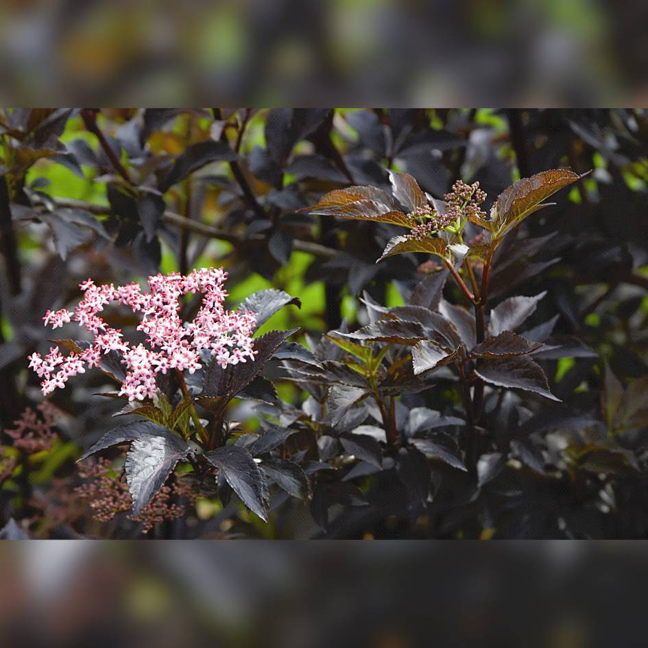Sambucus nigra ‘Black Beauty’