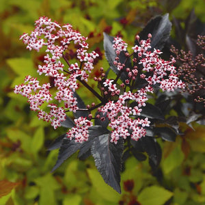 Sambucus nigra ‘Black Beauty’
