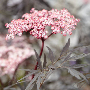 Sambucus nigra ‘Black Beauty’