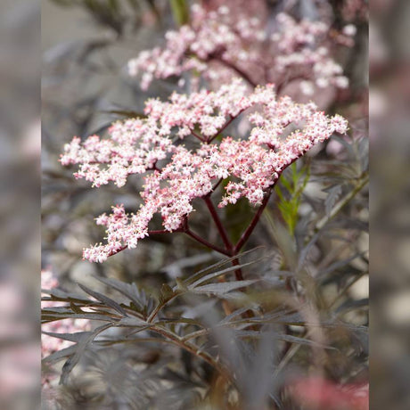 Close-up of a flat pale pink Sambucus nigra ‘Black Lace’ flower head above dark foliage.