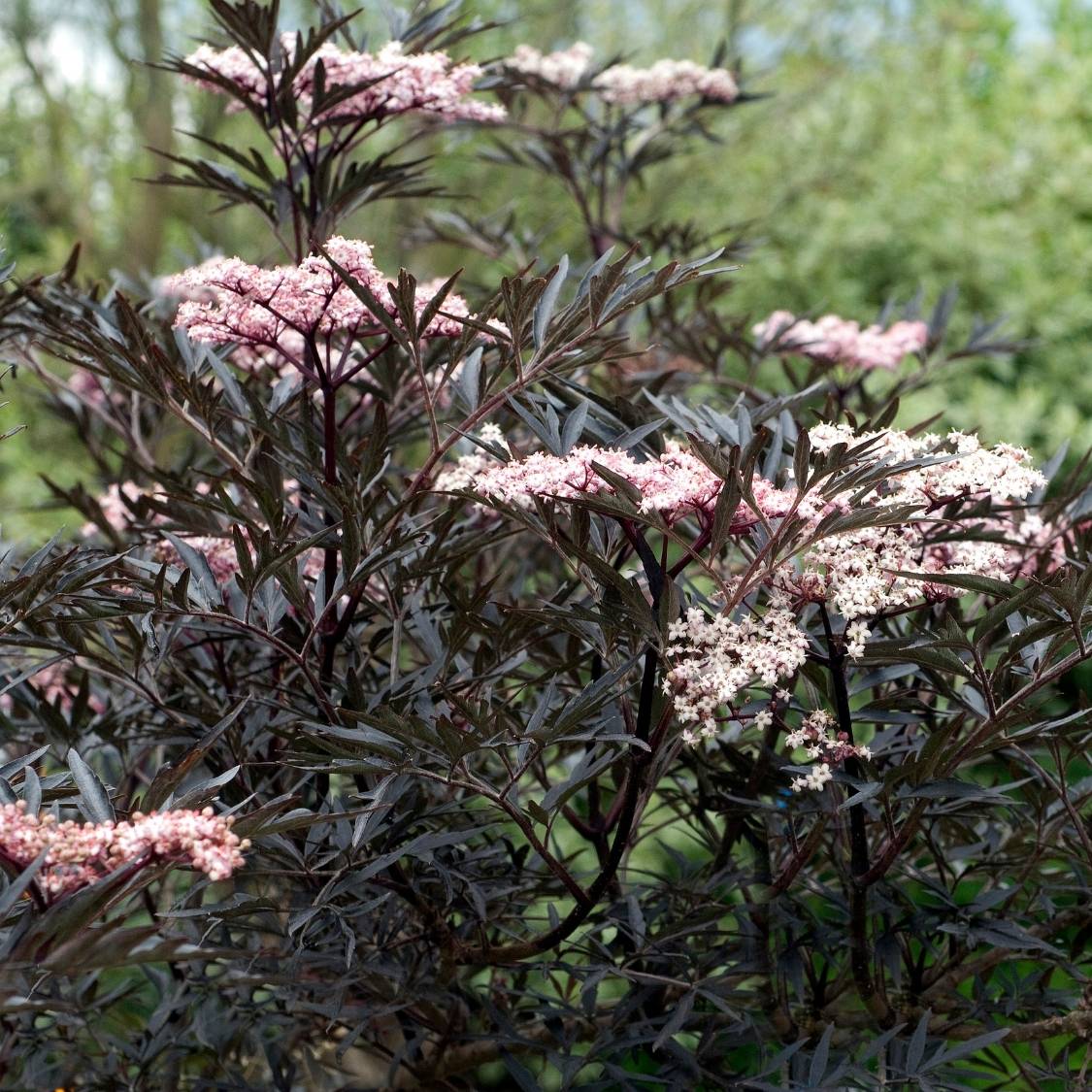 Sambucus nigra ‘Black Lace’