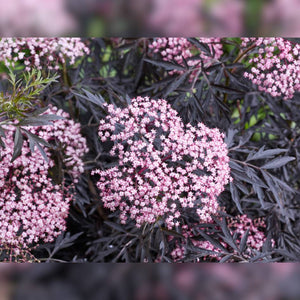 Sambucus nigra ‘Cherry Lace’