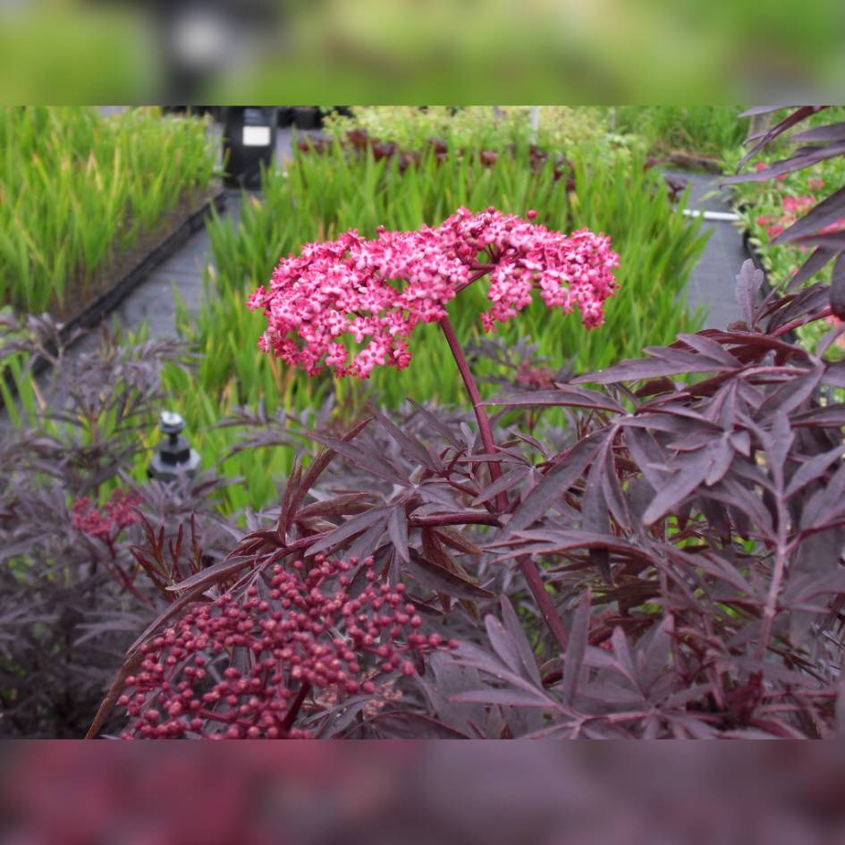 Sambucus nigra ‘Cherry Lace’