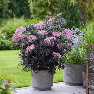 Sambucus nigra ‘Cherry Lace’