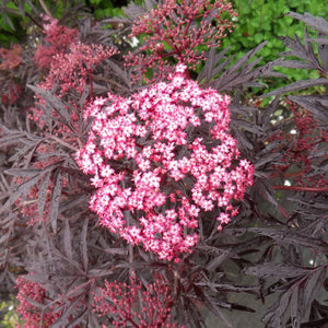 Sambucus nigra ‘Cherry Lace’