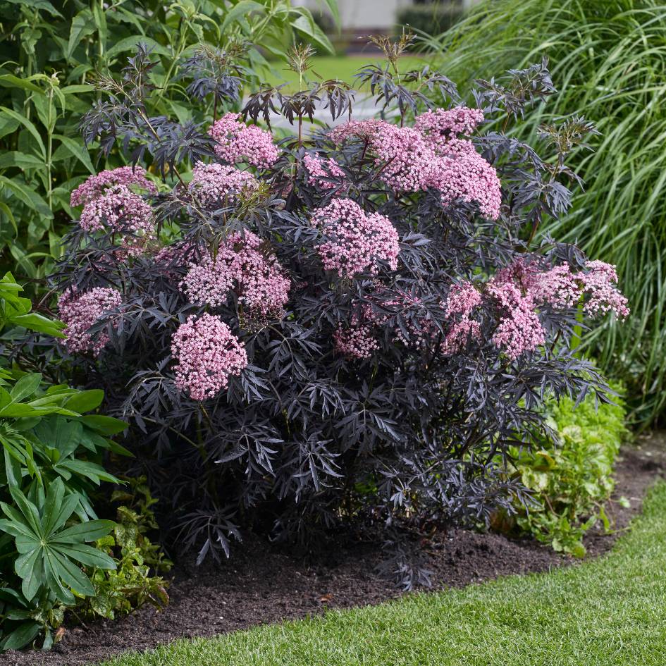 Sambucus nigra ‘Cherry Lace’