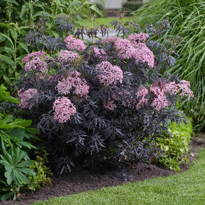 Sambucus nigra ‘Cherry Lace’