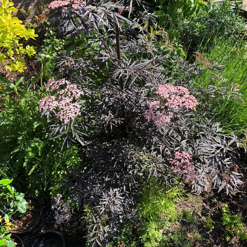Sambucus nigra ‘Cherry Lace’