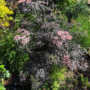 Sambucus nigra ‘Cherry Lace’