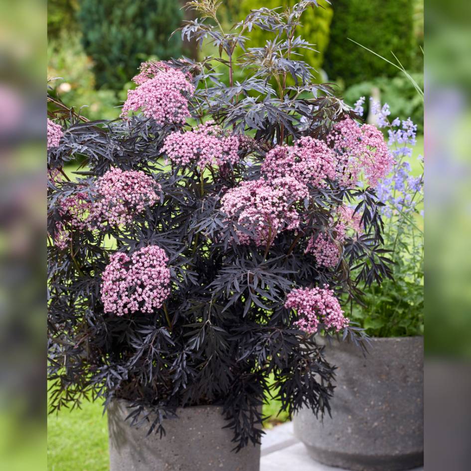 Sambucus nigra ‘Cherry Lace’