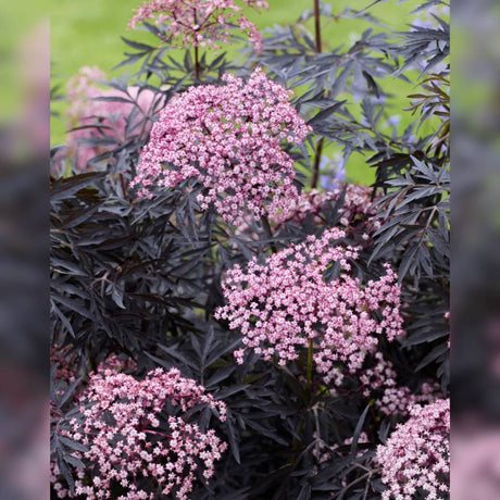 Sambucus nigra ‘Cherry Lace’