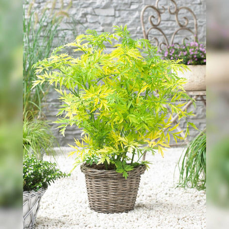 Potted Sambucus nigra ‘Golden Tower’ with a column of fresh golden leaves.