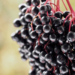Sambucus nigra ‘Korsor’