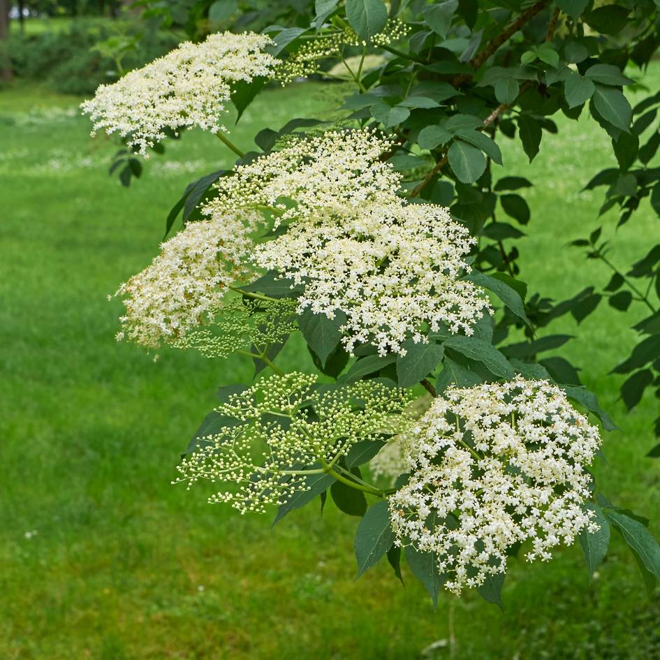 Large flat creamy white Sambucus nigra flower heads above green leaves.