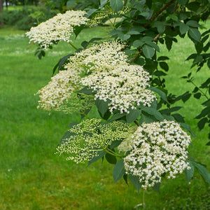 Large flat creamy white Sambucus nigra flower heads above green leaves.