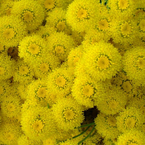 Santolina chamaecyparissus