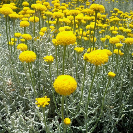 Upright yellow Santolina chamaecyparissus flower heads above grey foliage.