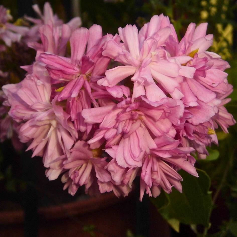 Dense cluster of ruffled pink Saponaria officinalis ‘Rosea Plena’ flowers.
