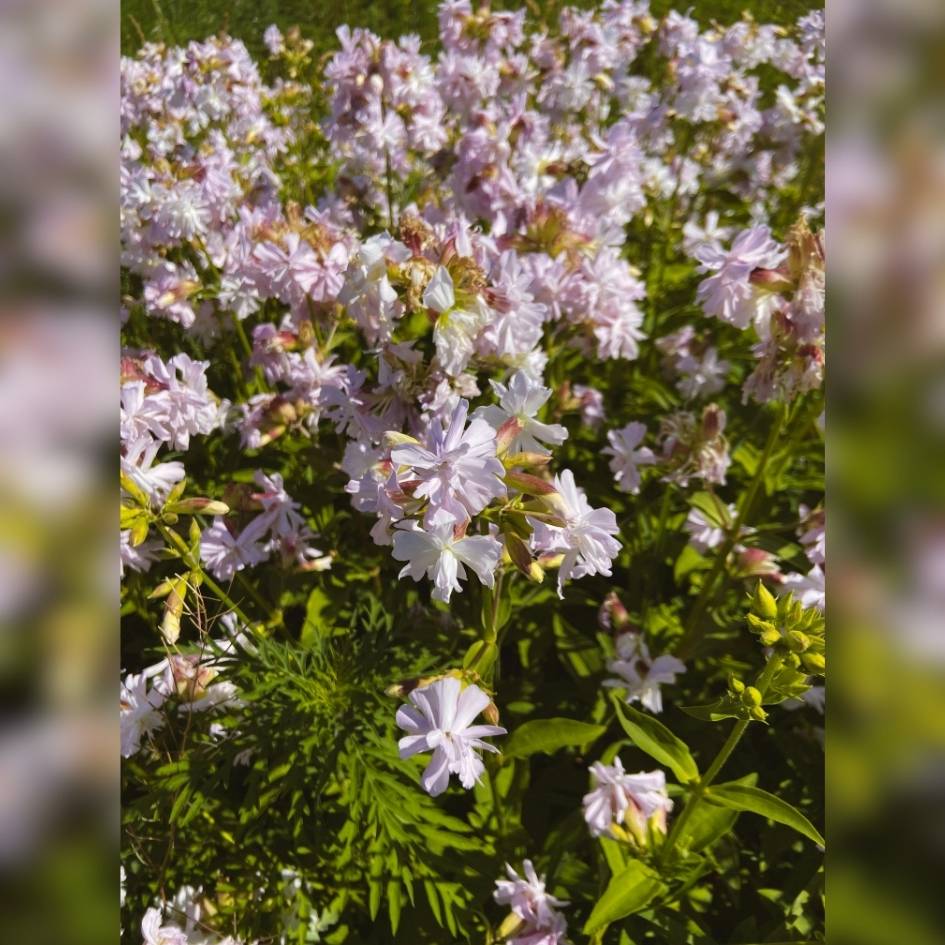 Saponaria officinalis