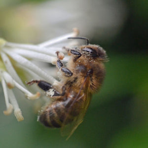 Sarcococca confusa