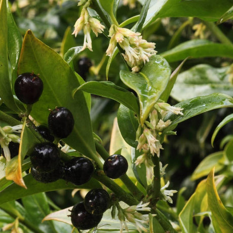 Glossy black Sarcococca confusa berries beside creamy flower clusters and evergreen leaves.