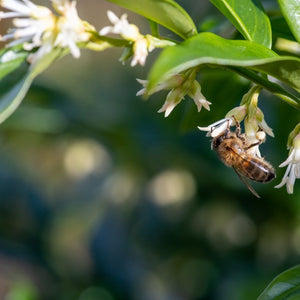 Sarcococca confusa
