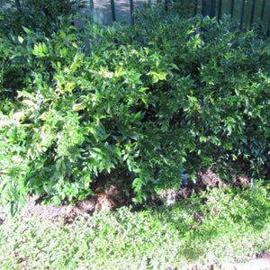 Sarcococca confusa