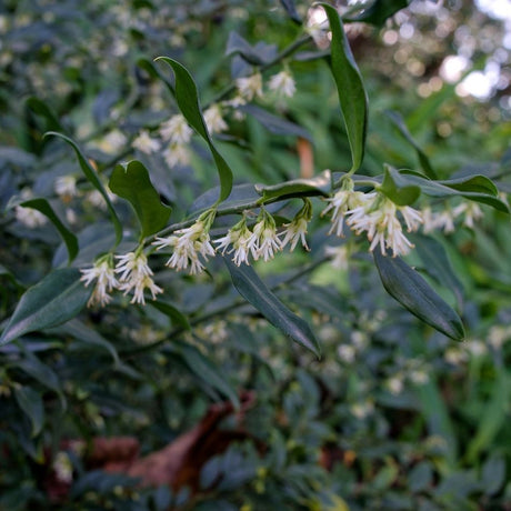 Small starry white Sarcococca confusa flowers hanging beneath glossy green leaves.